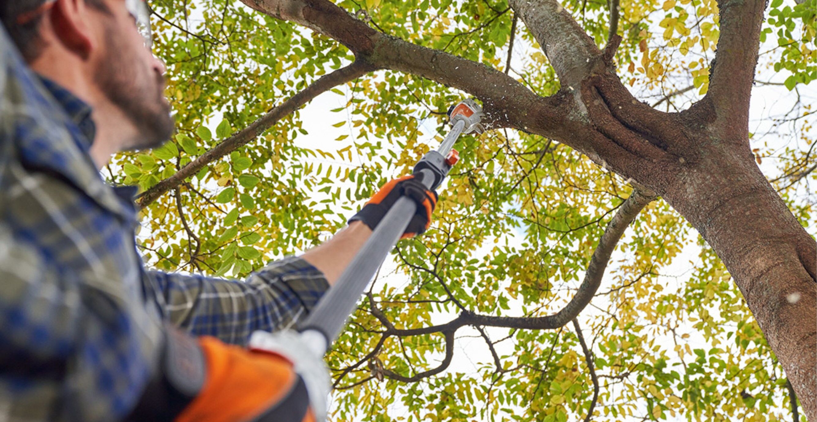 The Best Technique For Trimming Trees