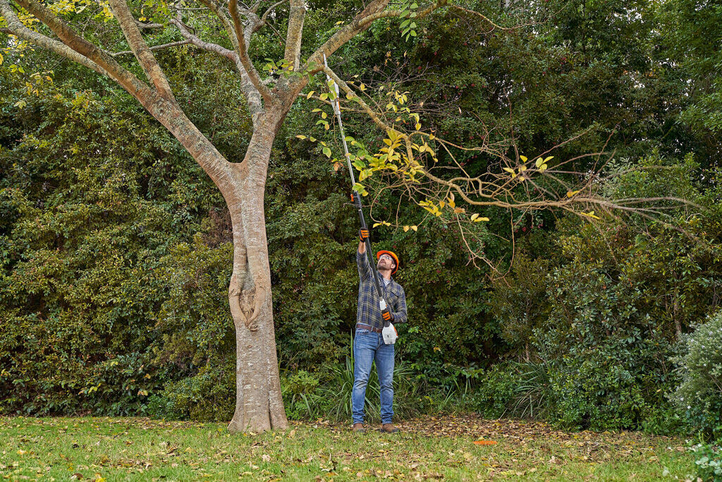 The Best Technique For Trimming Trees - Geelong Mowers