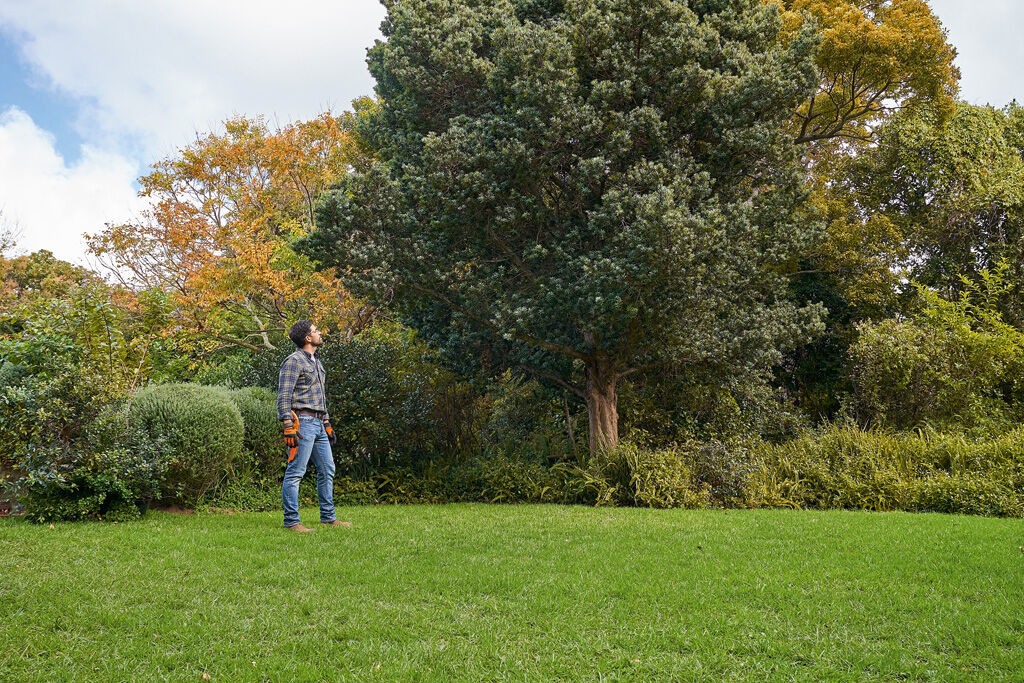 The Best Technique For Trimming Trees - Geelong Mowers